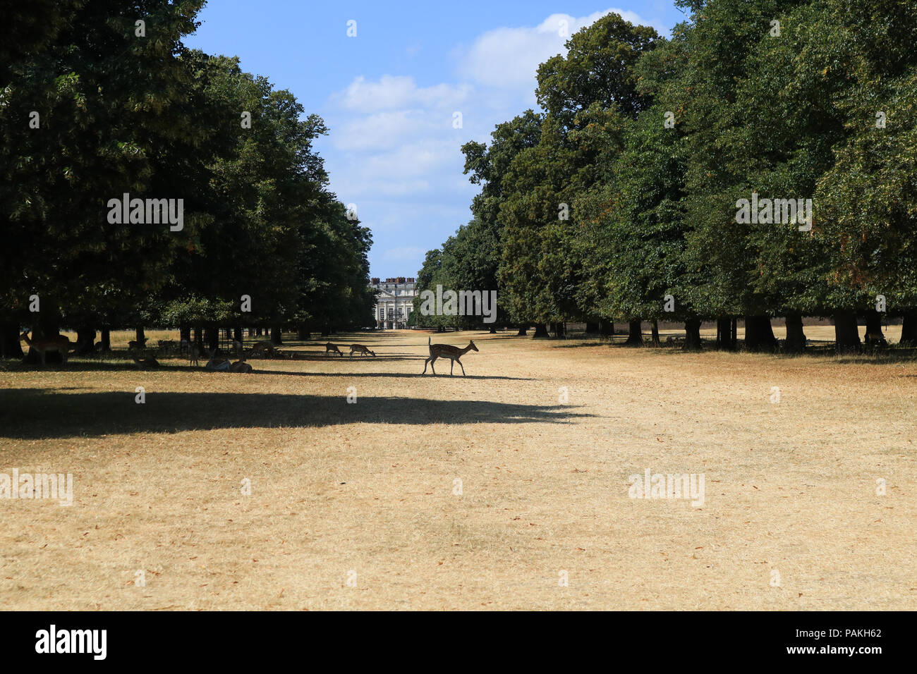 Londra REGNO UNITO.Il 24 luglio 2018. Il pascolo di cervi sull'erba arida di Hampton Court Park, Londra su un caldo bruciante giorno con alte temperature record impostato per rimanere tutta la settimana Credito: amer ghazzal/Alamy Live News Foto Stock