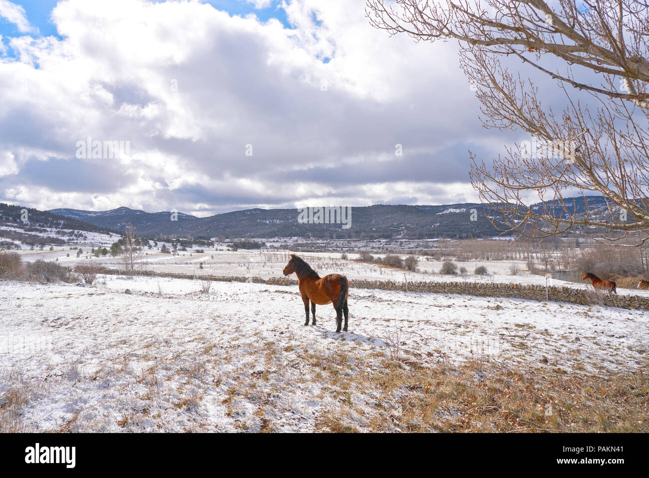 Virgen de la Vega snow village cavallo in Teruel di Spagna Foto Stock