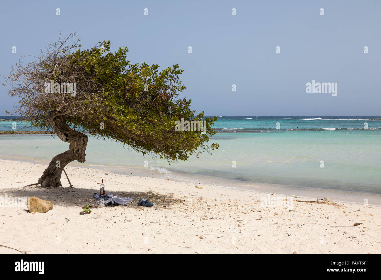 Divi Divi tree, baby beach, Aruba, dei Caraibi Foto Stock
