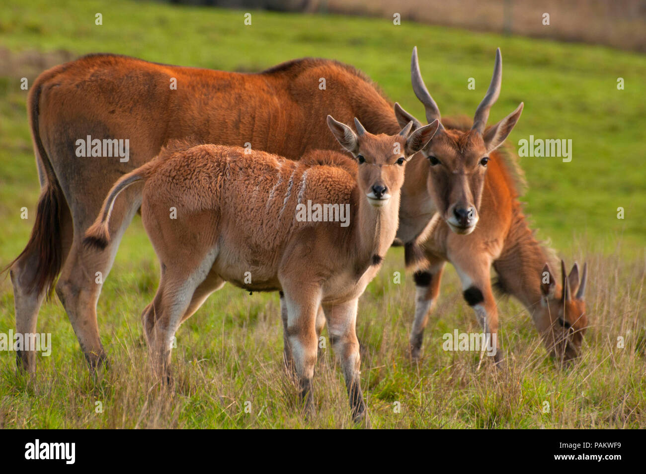 Comune di Cape eland, Wildlife Safari, Winston, Douglas County, Oregon Foto Stock