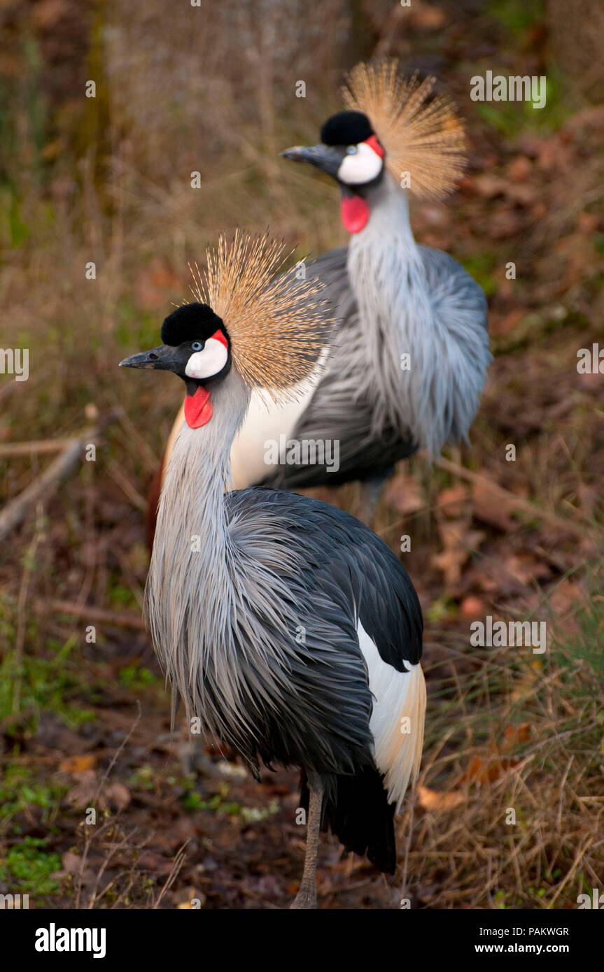 East African Crowned Crane, Wildlife Safari, Winston, Douglas County, Oregon Foto Stock