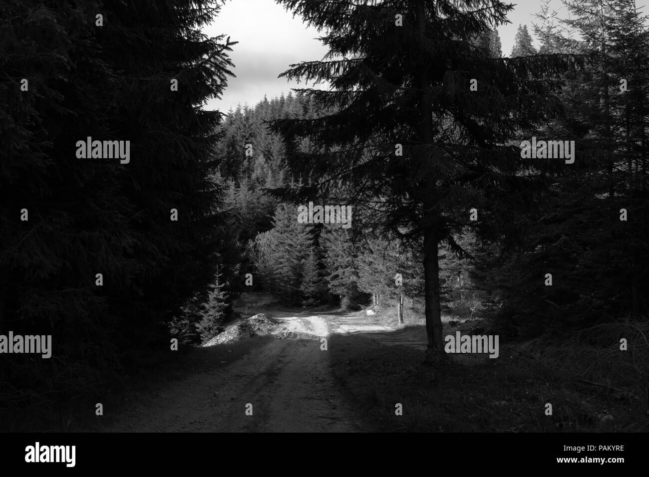 Sentiero nel bosco di abeti in bianco e nero Foto Stock