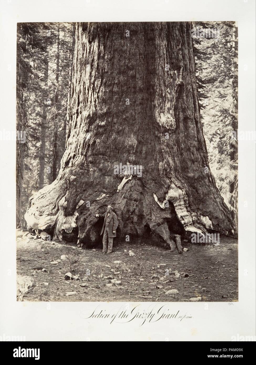 Sezione del Grizzly Giant, 101 metri di circonferenza. Artista: Carleton E. Watkins (American, 1829-1916). Dimensioni: Immagine: 33,5 x 26,6 cm (13 3/16 x 10 1/2 in.). Data: 1865-66, stampati ca. 1876. Museo: Metropolitan Museum of Art di New York, Stati Uniti d'America. Foto Stock