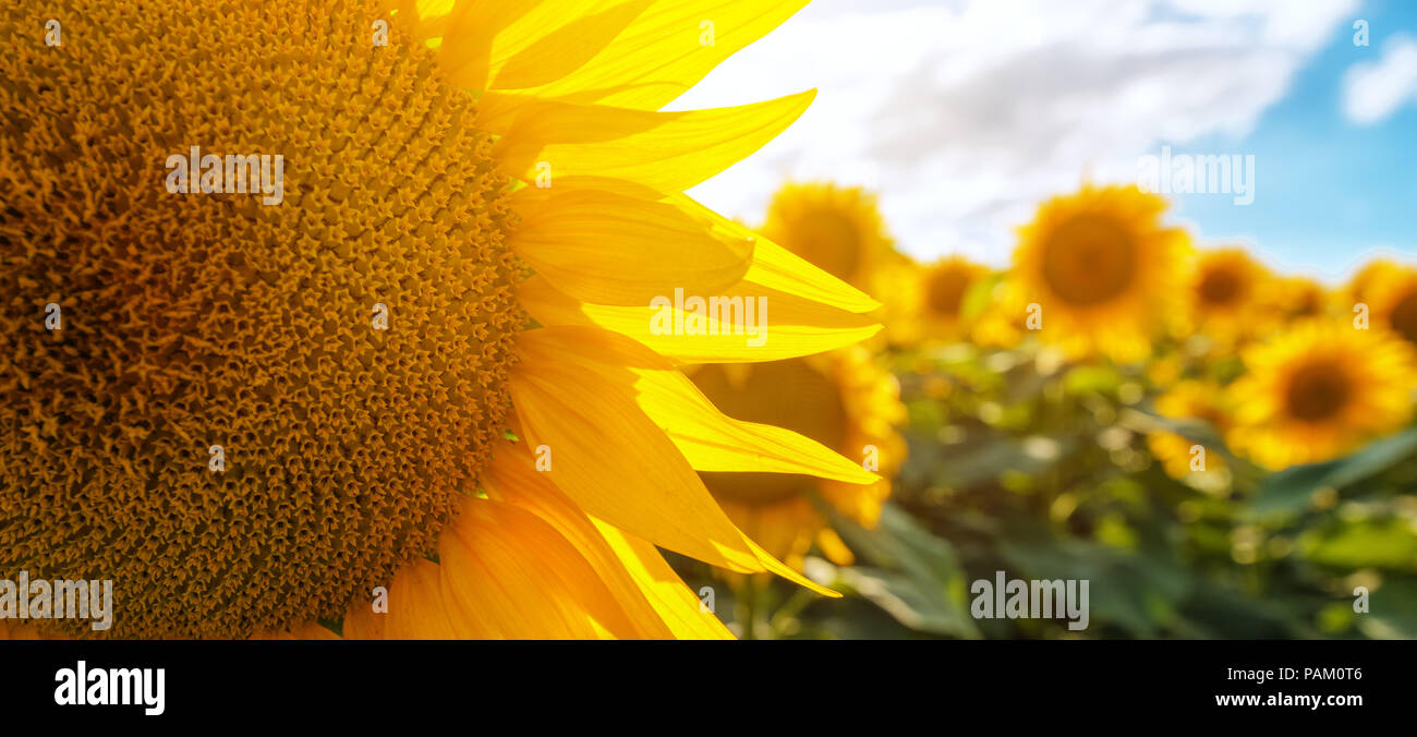 Girasole in fiore campo di coltivazione su soleggiate giornate estive Foto Stock