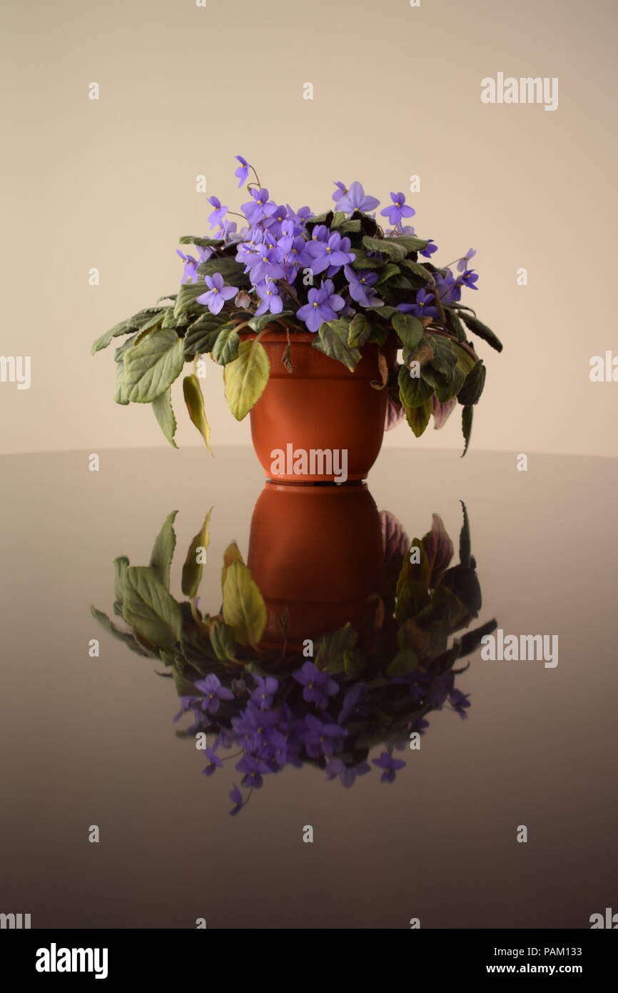 Saintpaulias (African violette) su un tavolo lucido Foto Stock