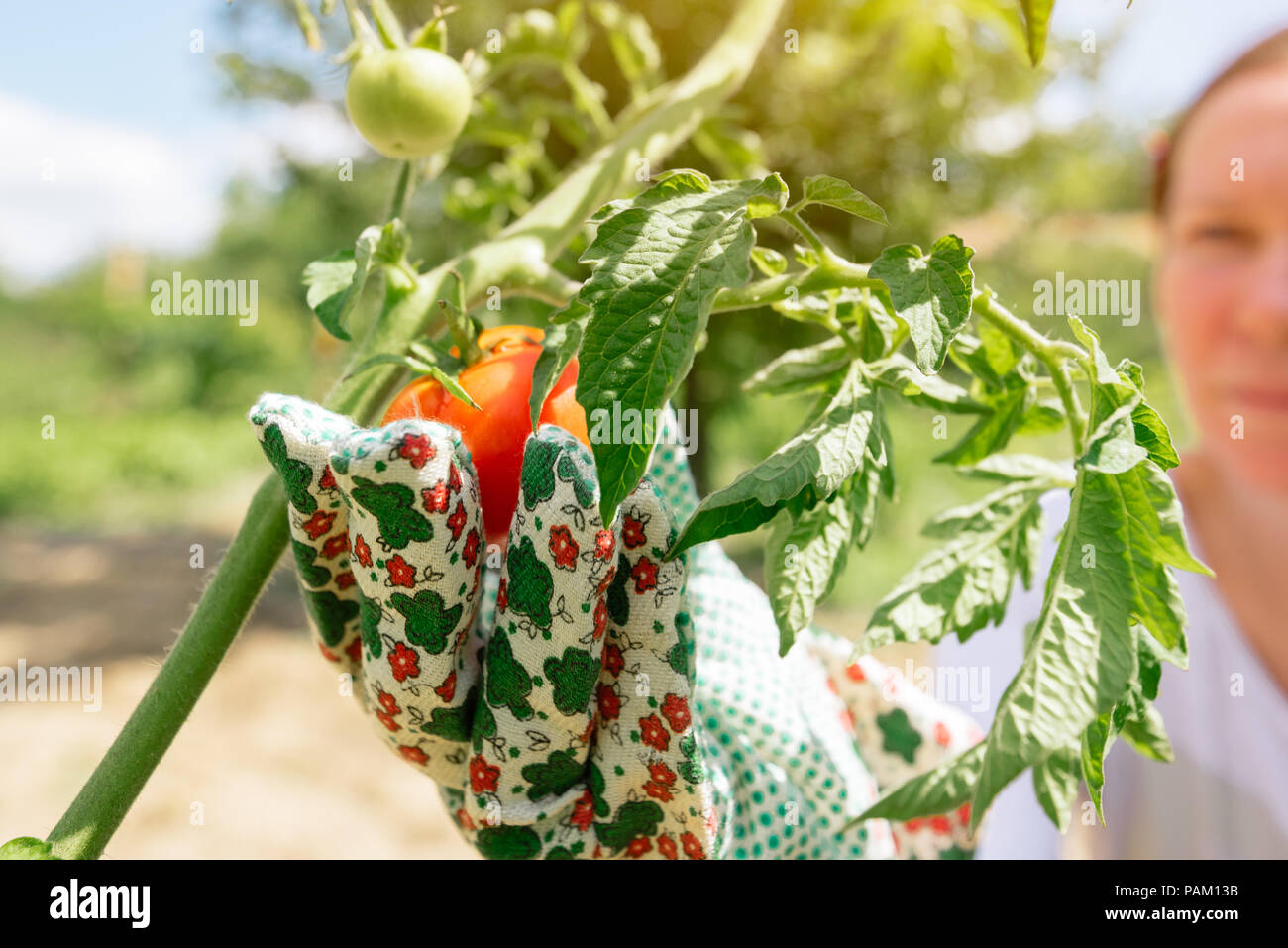 Organico raccolto di pomodoro. L'agricoltore che detiene appena raccolto ortaggio dal giardino. Foto Stock