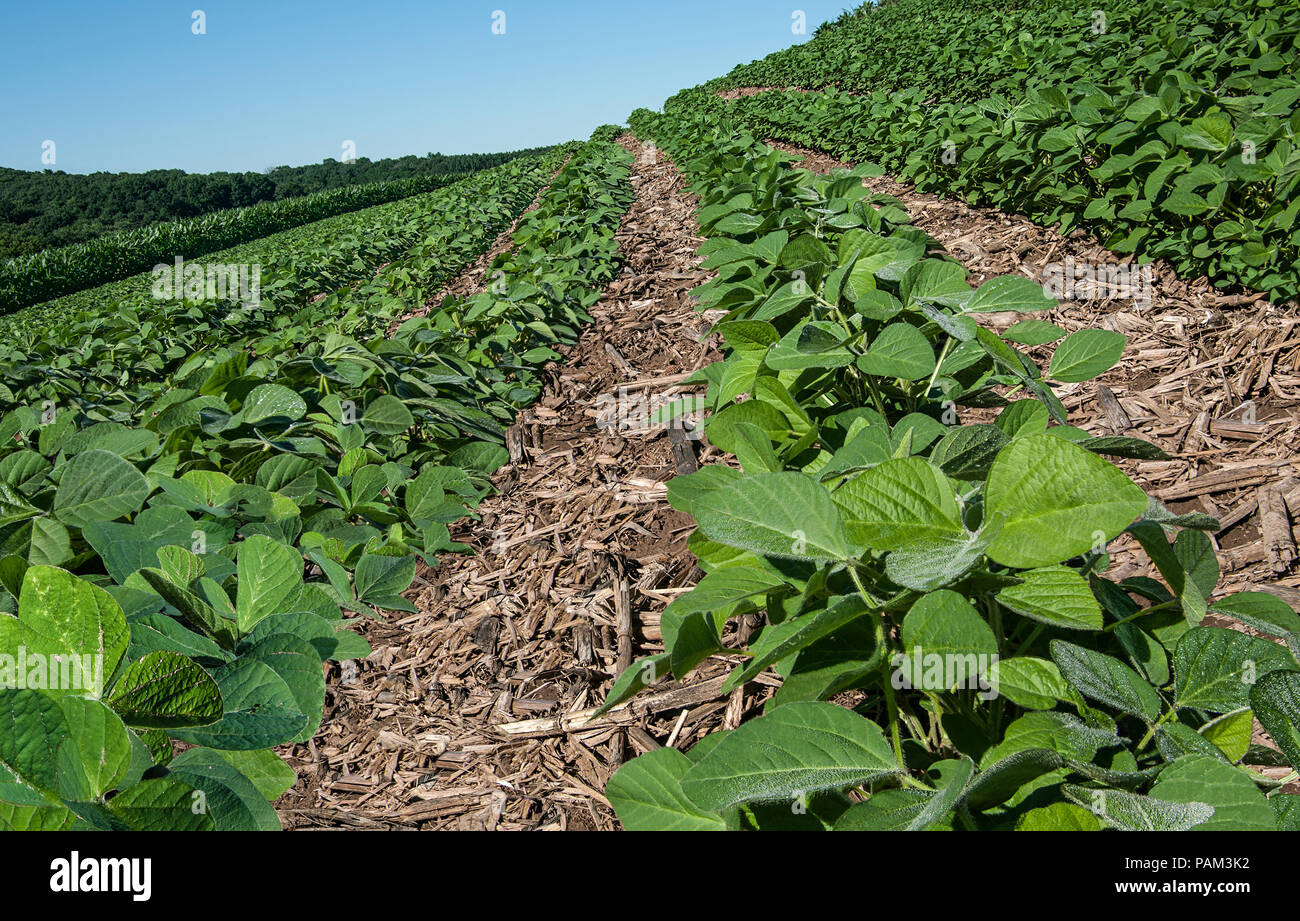 Nuovo raccolto di soia: filari di fagioli di soia giovani crescere nel sud del Wisconsin in mezzo ai resti di un raccolto di mais rispetto all anno precedente. Foto Stock Nuovo raccolto di soia: filari di fagioli di soia giovani crescere nel sud del Wisconsin in mezzo ai resti di un raccolto di mais rispetto all anno precedente. Foto Stock