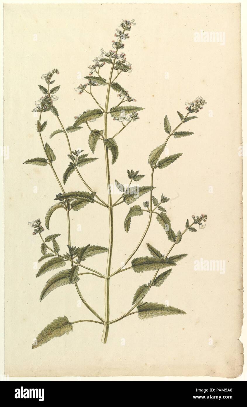 Studio botanico con una specie di ortica famiglia (genere Urtica). Artista: Anonimo, francese del XIX secolo. Dimensioni: 19 11/16 x 12 1/2 in. (50 x 31,8 cm). Data: ca. 1820. Museo: Metropolitan Museum of Art di New York, Stati Uniti d'America. Foto Stock