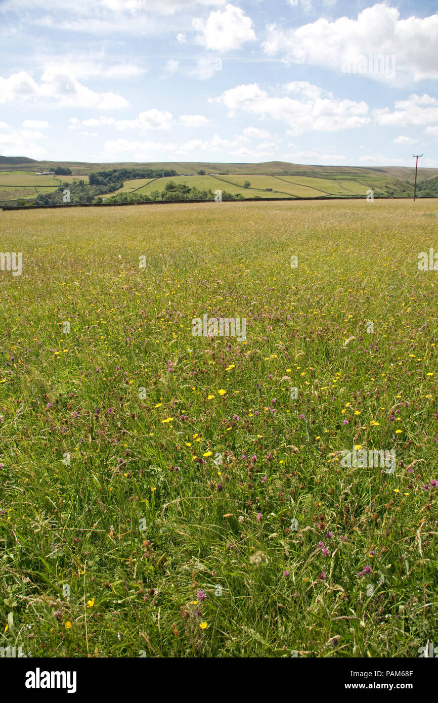 Hannah il prato di fiori selvaggi Riserva Naturale SSI Durham Wildlife Trust Country Durham Regno Unito Foto Stock