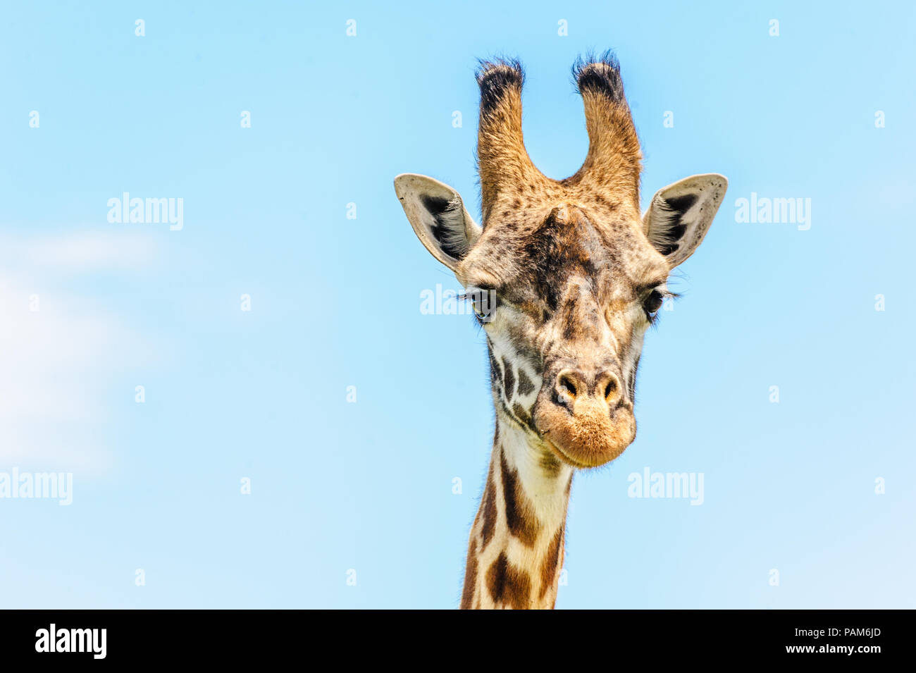 In prossimità della testa del Masai o Kilimanjaro Giraffe (Giraffa Camelopardalis Tippelskirchii) su una bella giornata di sole in Hells Gate National Park, Kenya Foto Stock