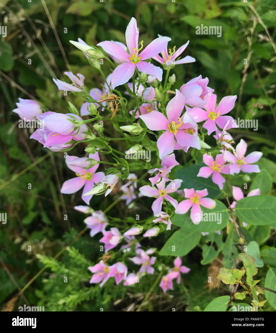 Un gruppo di bellissimi, rosa Rosepink (Sabatia angularis) fiori crescono in un campo in Tennessee Foto Stock