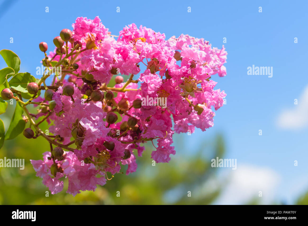 Lagerstroemia indica (mirto di crespo) rosa su sfondo blu Foto Stock