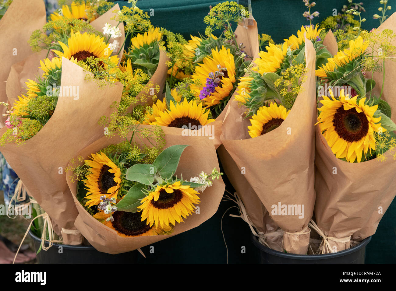 Helianthus annus " Vincent arancione". Girasoli in mazzi per vendita a flower show. Regno Unito Foto Stock