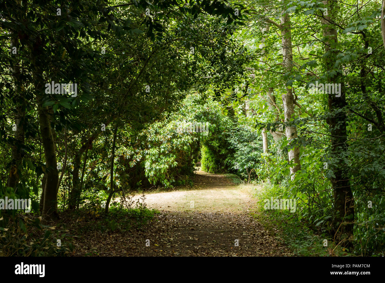 Inglese paesaggio boschivo in estate, Regno Unito Foto Stock