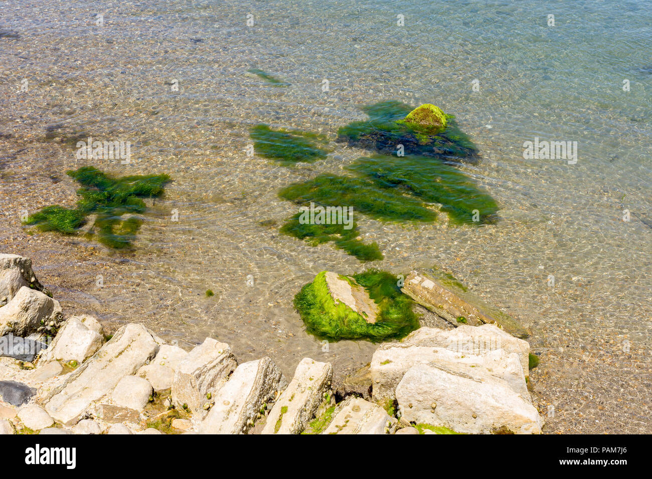 Le alghe, macroalghe, Dorset, Regno Unito Foto Stock