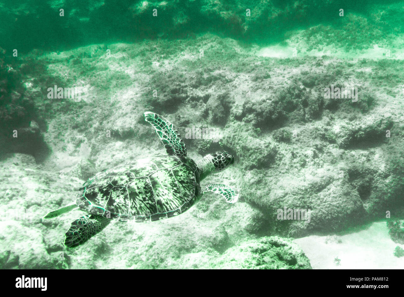 Una tartaruga di mare nuotare lontano dalla spiaggia. Foto Stock