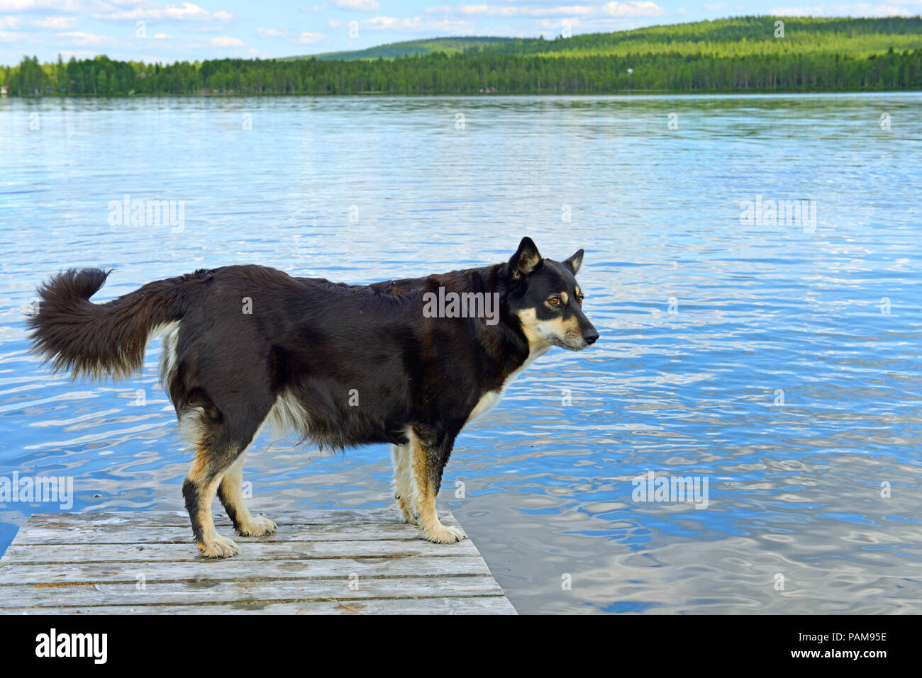 Lapponian herder (Lapinporokoira o carenza di Lapp renne cane o Lapsk Vallhund) contro il lago blu. La Lapponia finlandese Foto Stock