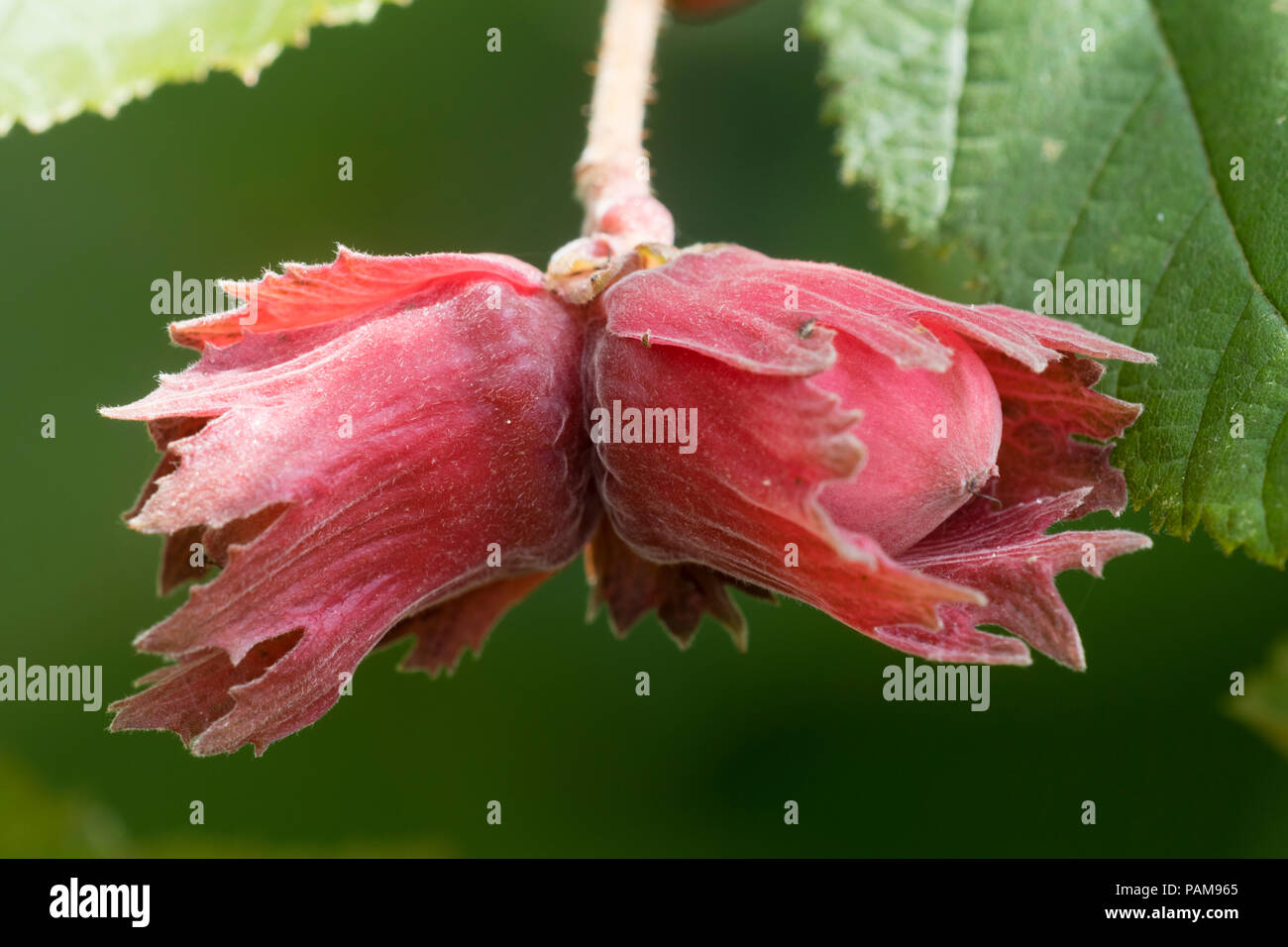 Decorativo, cobnuts commestibili del rosso hazel, Corylus maxima 'Rosso' Nocciola Foto Stock