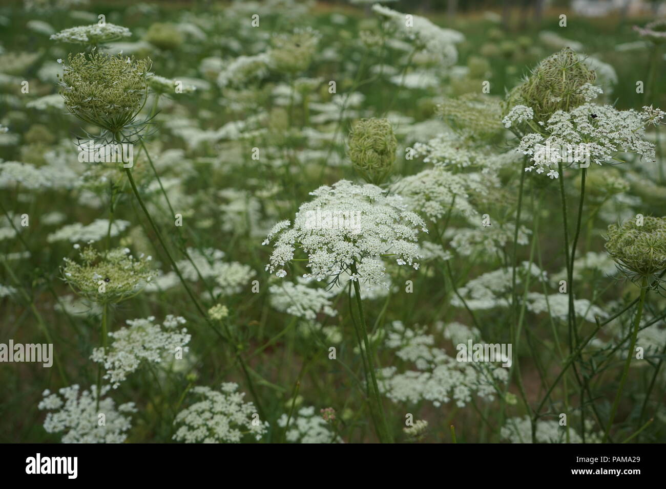 Millefiori bianco-Wild carota, nido di uccelli, Daucus carota Foto Stock