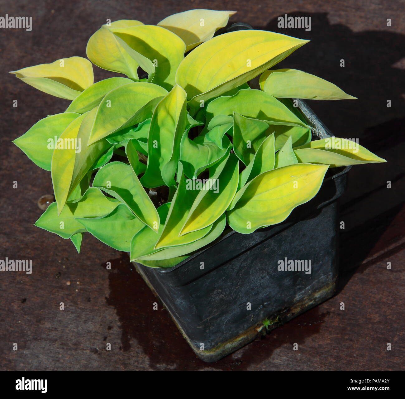 Questo Hosta è un al di là del British National raccolta di piccoli e Hosta in miniatura e ha delle belle foglie di lime che cambia lentamente di colore verde. Foto Stock