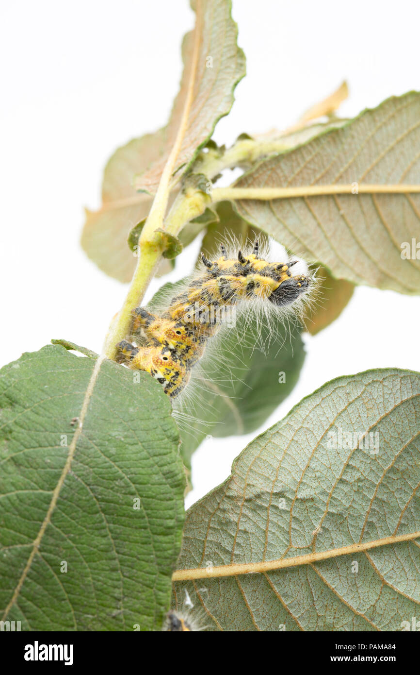 Una falena Buff-Tip caterpillar alimentazione trovati su sallows su un orlo erboso vicino a un supermercato nel nord di Dorset. In grandi numeri possono defogliare alberi. Foto Stock