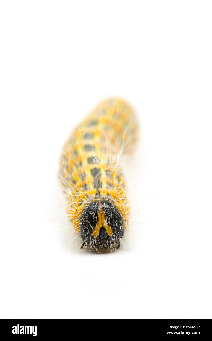 Una falena Buff-Tip caterpillar alimentazione trovati su sallows su un orlo erboso vicino a un supermercato nel nord di Dorset. In grandi numeri possono defogliare alberi. Foto Stock