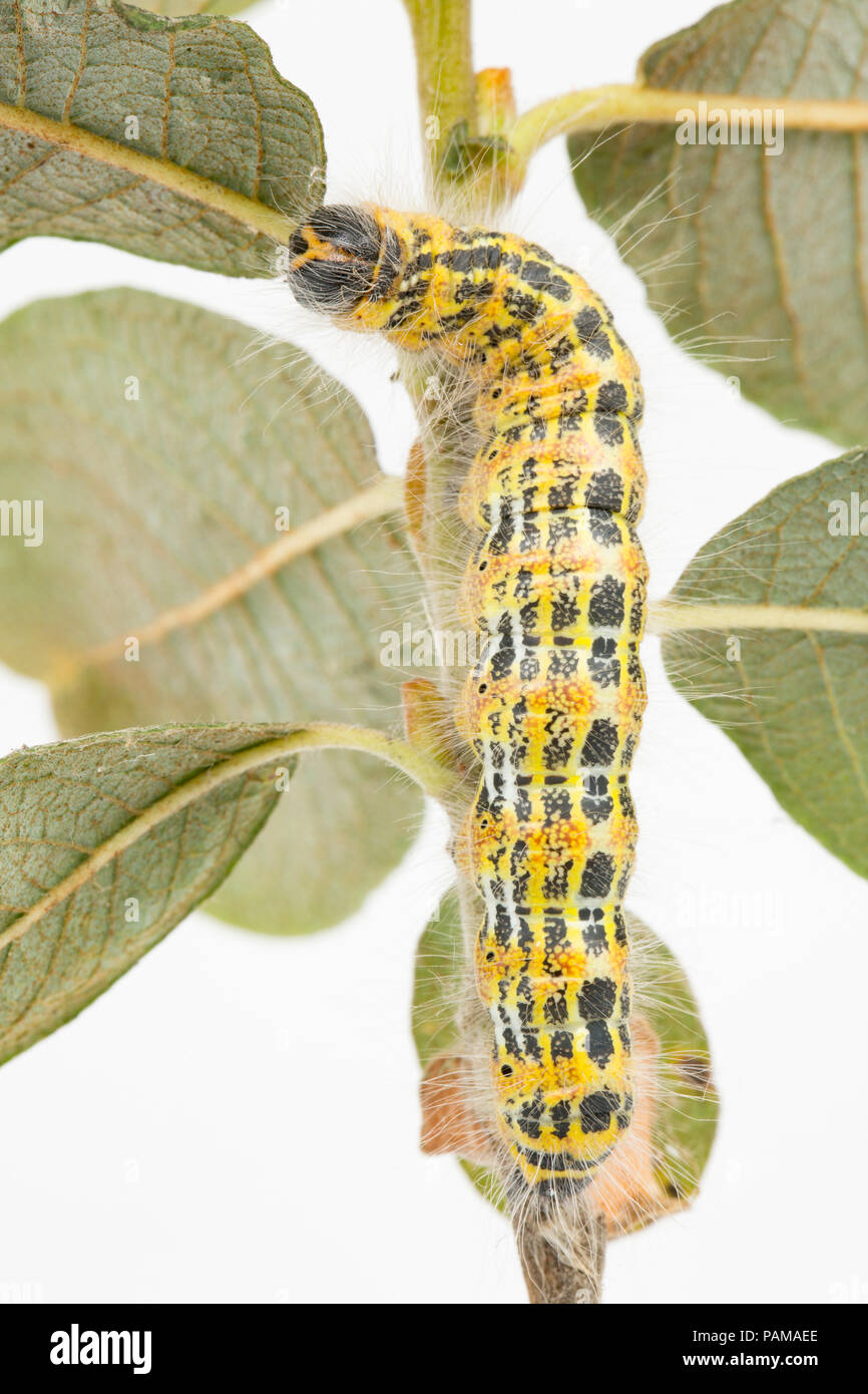 Una falena Buff-Tip caterpillar alimentazione trovati su sallows su un orlo erboso vicino a un supermercato nel nord di Dorset. In grandi numeri possono defogliare alberi. Foto Stock