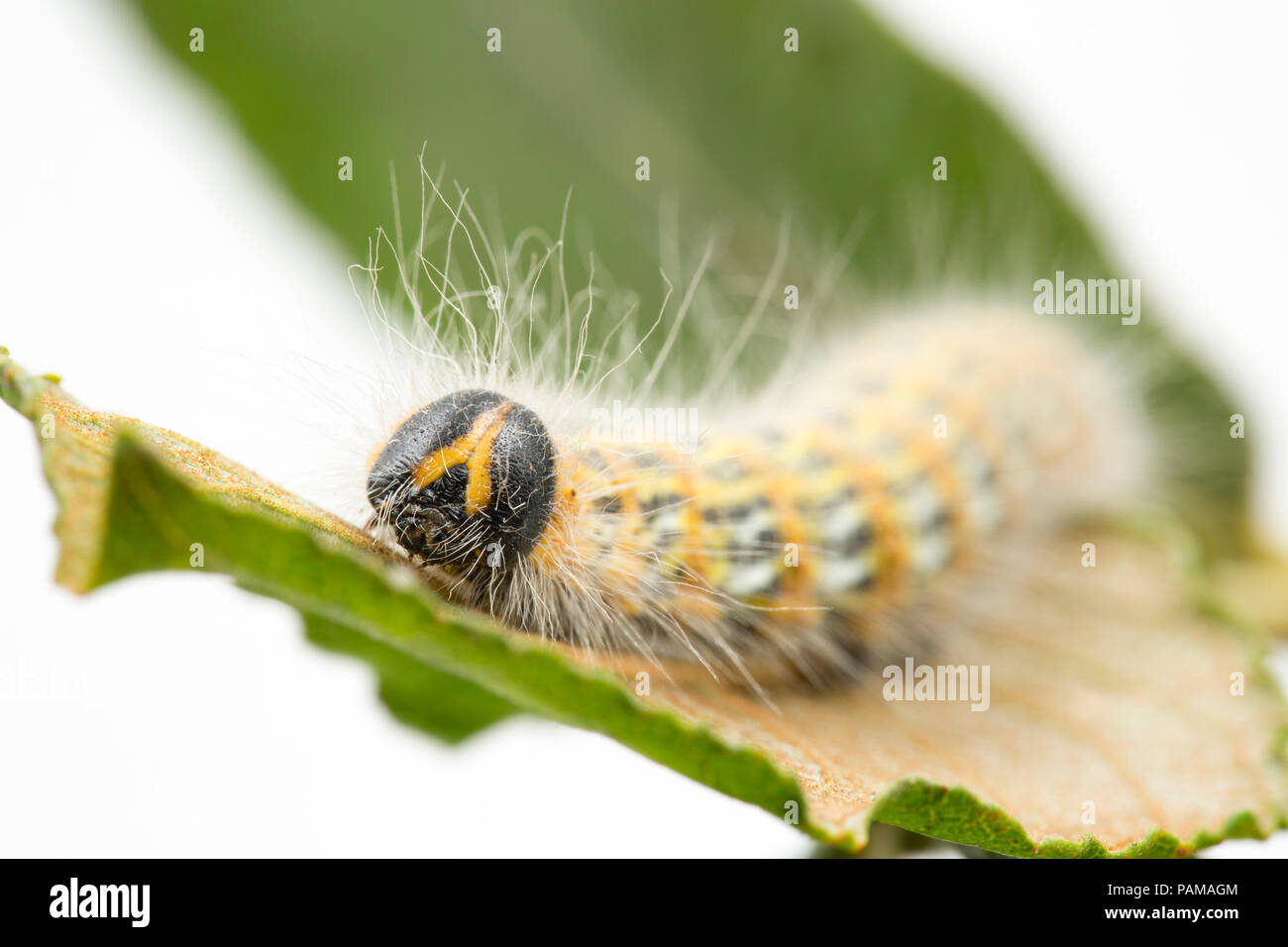 Una falena Buff-Tip caterpillar alimentazione trovati su sallows su un orlo erboso vicino a un supermercato nel nord di Dorset. In grandi numeri possono defogliare alberi. Foto Stock