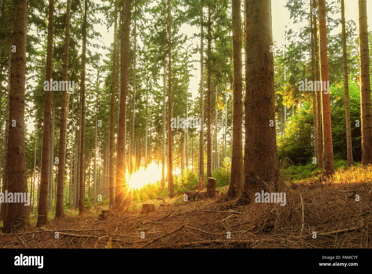 Tranquillo tranquillo o la natura della scena, foresta o di boschi con sole al tramonto Foto Stock