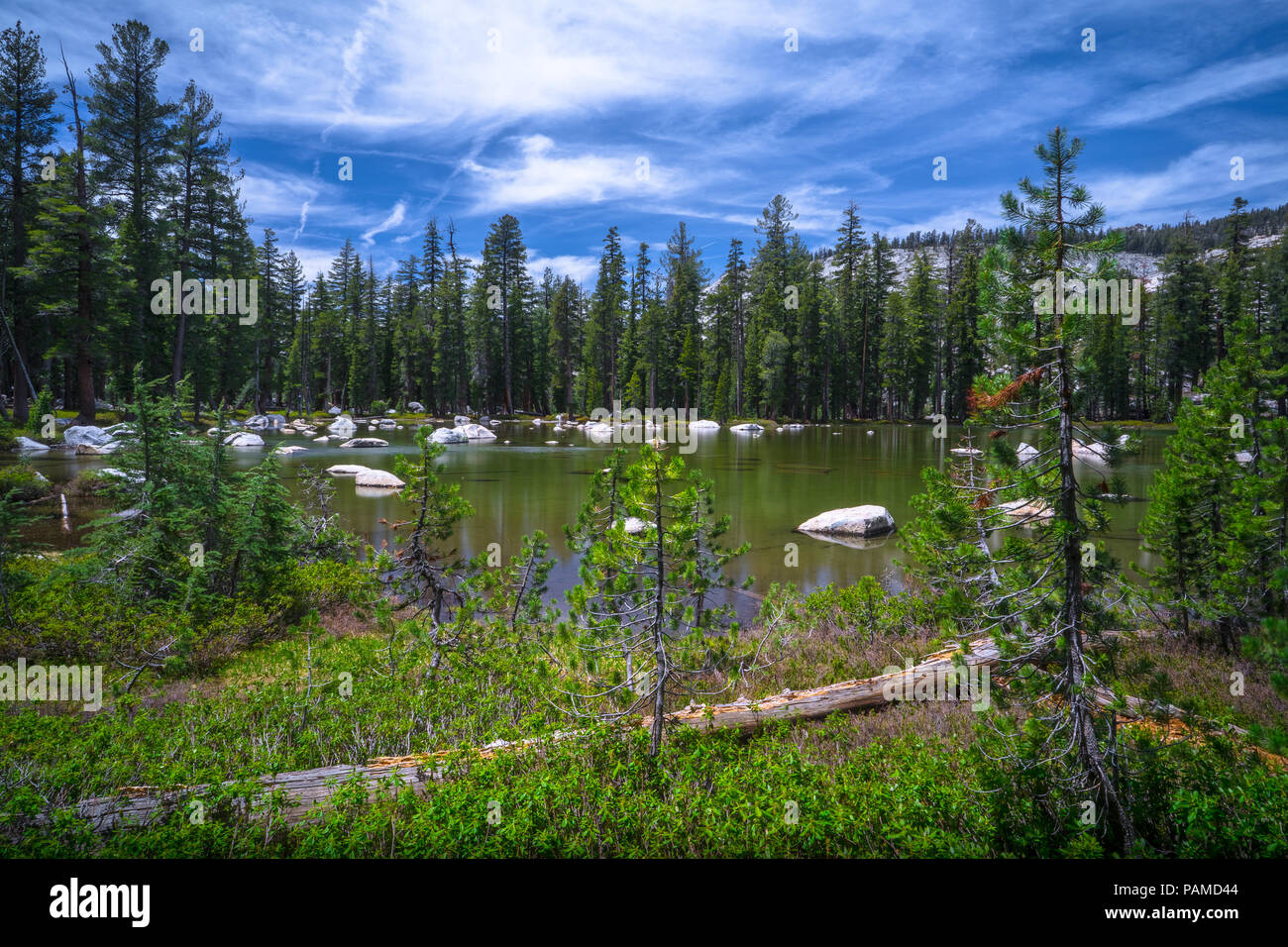 Bella piscina verde paesaggio della foresta, vicino può Lake Camp - Tioga Pass, il Parco Nazionale di Yosemite Foto Stock