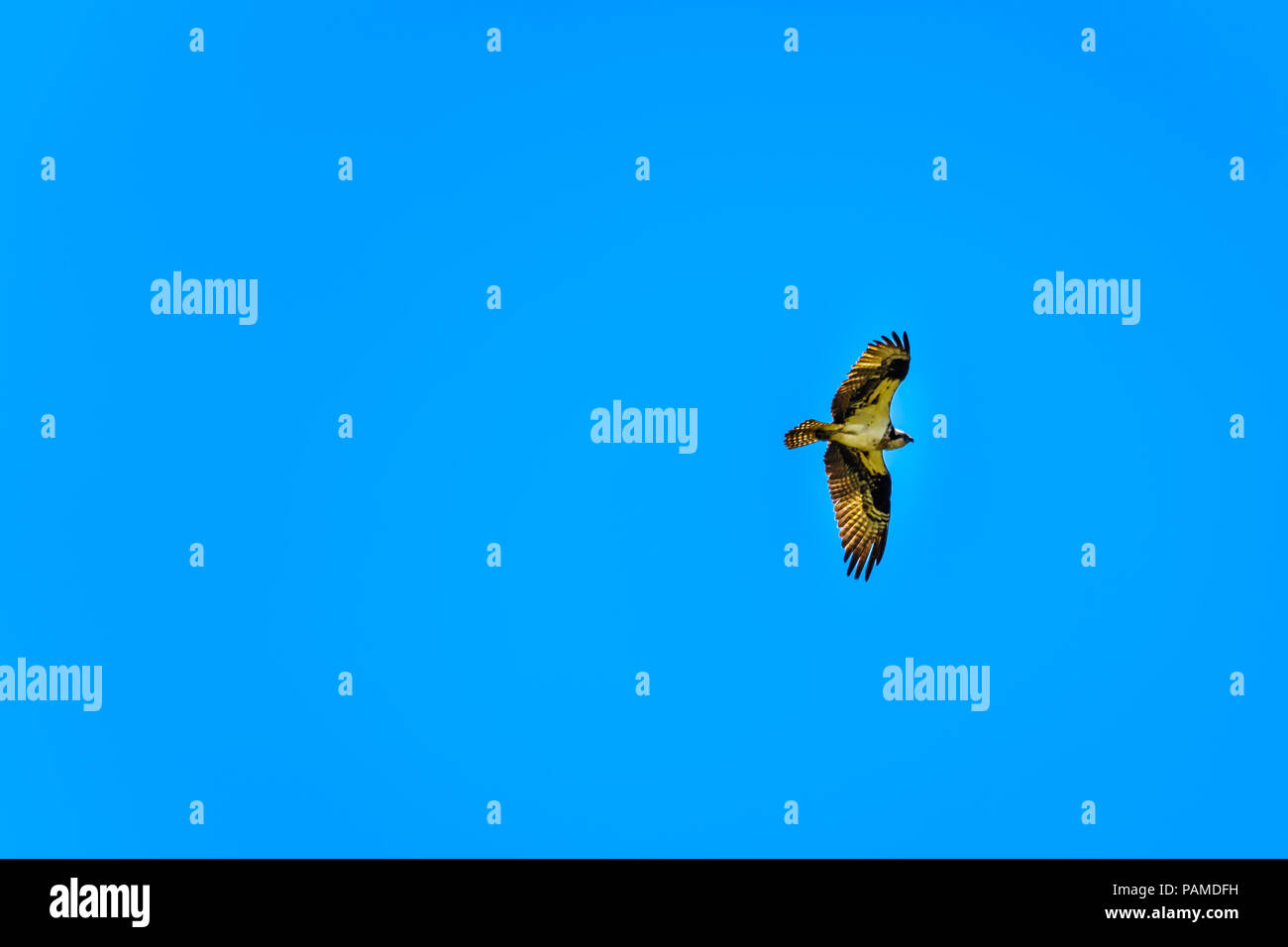 Osprey o pesce Hawk volteggiare il suo nido sotto il cielo blu, lungo la strada di Coldwater off il CoquihallaHighway vicino Merritt, della Columbia britannica in Canada Foto Stock