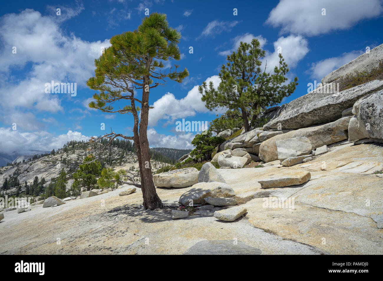 Versante roccioso con massi di granito e alberi alpino - Olmsted Point, Highway 120 - Parco Nazionale di Yosemite Foto Stock