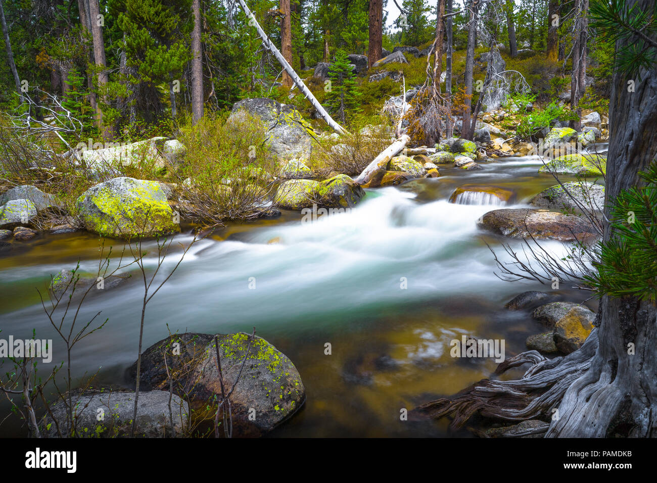 Autunno scena lungo il Parco Nazionale di Yosemite creek, con una lunga esposizione acqua fluente - Tioga Pass, il Parco Nazionale di Yosemite Foto Stock