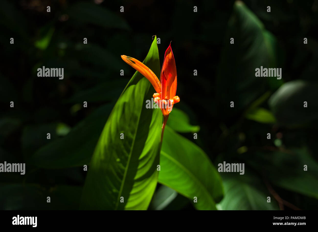 Rosso esotico fiore tropicale lungo il sentiero escursionistico a Butik Batok Nature Park in Singapore Foto Stock