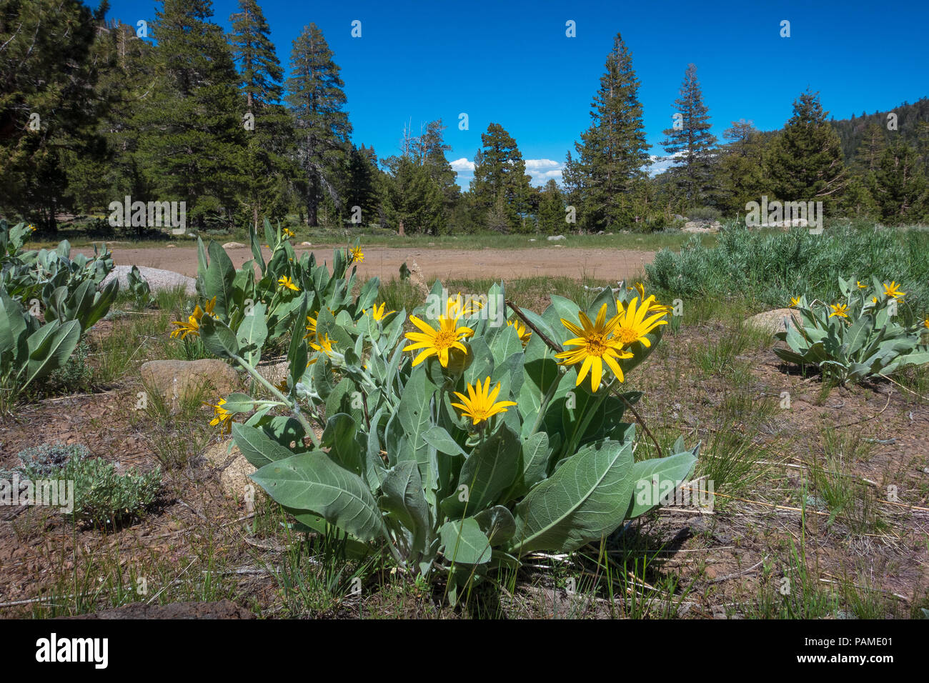 Giallo fiori selvatici lungo Sonora Pass - Autostrada 108 Strada, California Foto Stock