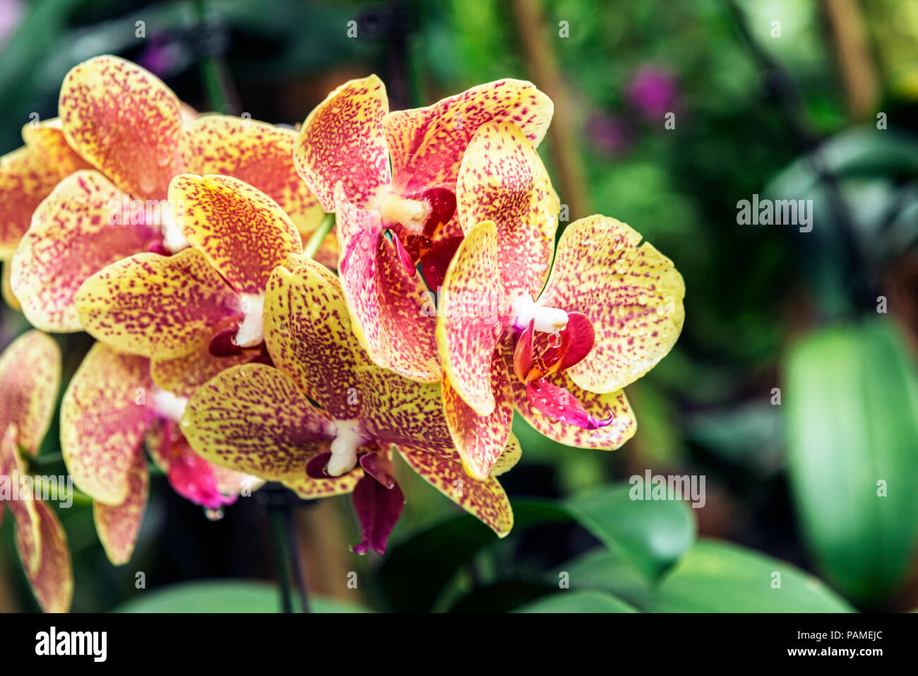 Delicato e tropicale bello fiori di orchidea presso il National Orchid Garden, ubicato all'interno di Singapore Botanic Gardens Foto Stock