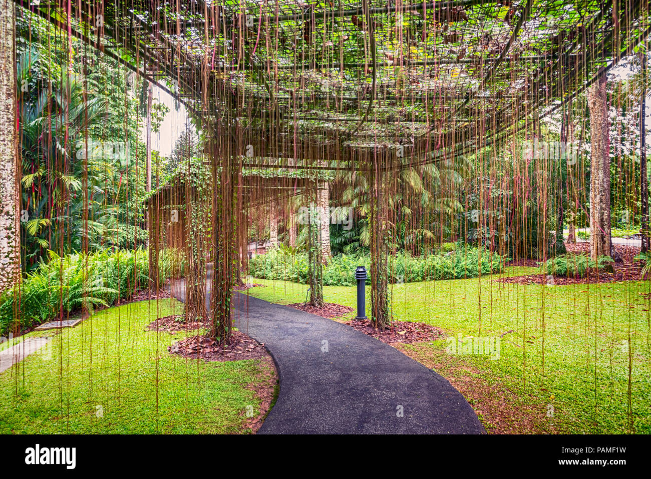 Vista sul marciapiede, cortina delle radici in Singapore Botanic Gardens. Foto Stock