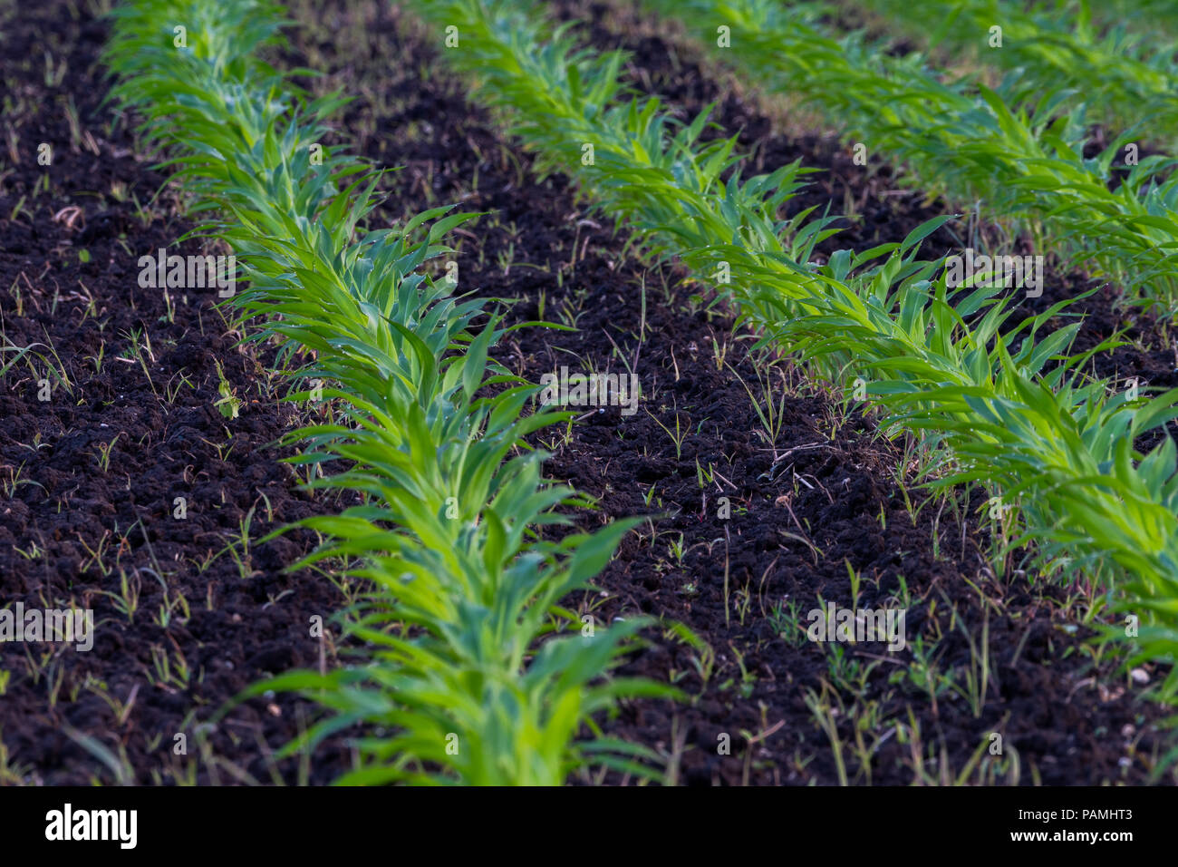 Paesaggio estivo con un campo di mais giovane con erbacce, fitosanitario, utilizzo di erbicidi, agricoltura ecologica, Slovenia Foto Stock