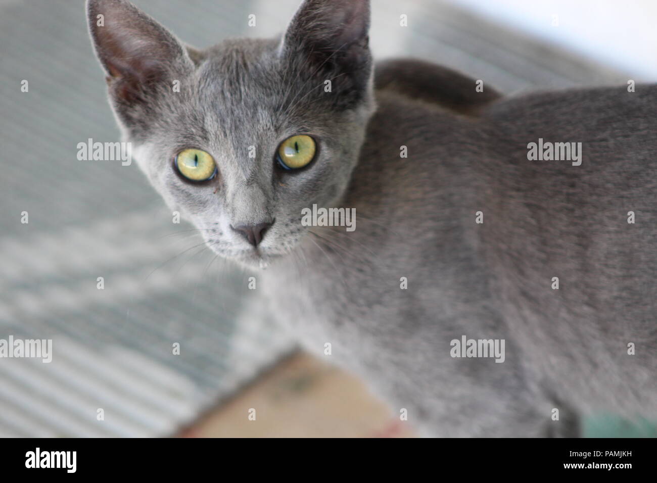 Gatto grigio con gli occhi gialli Foto Stock