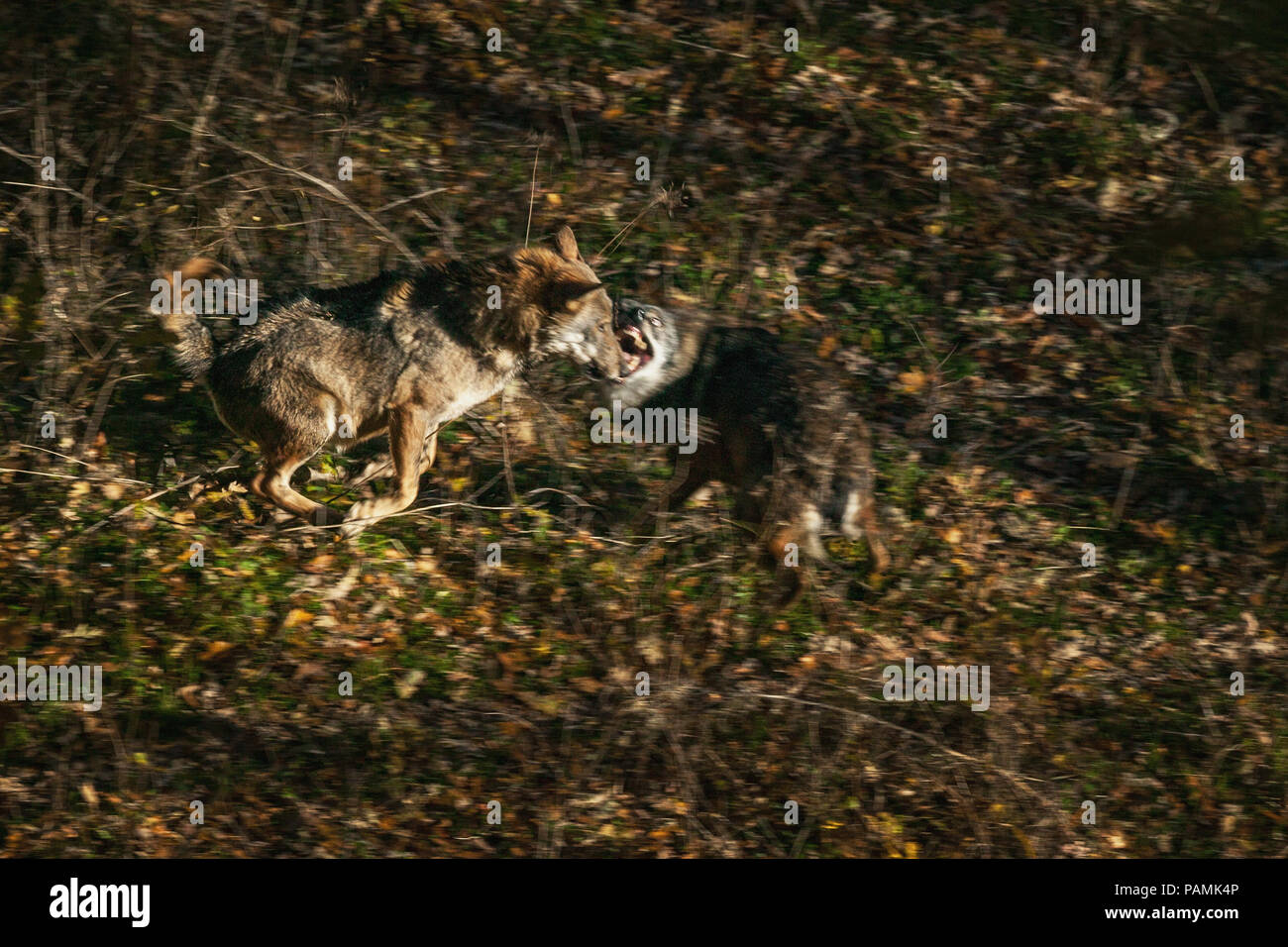 Due scontri di lupo, Abruzzo Foto Stock