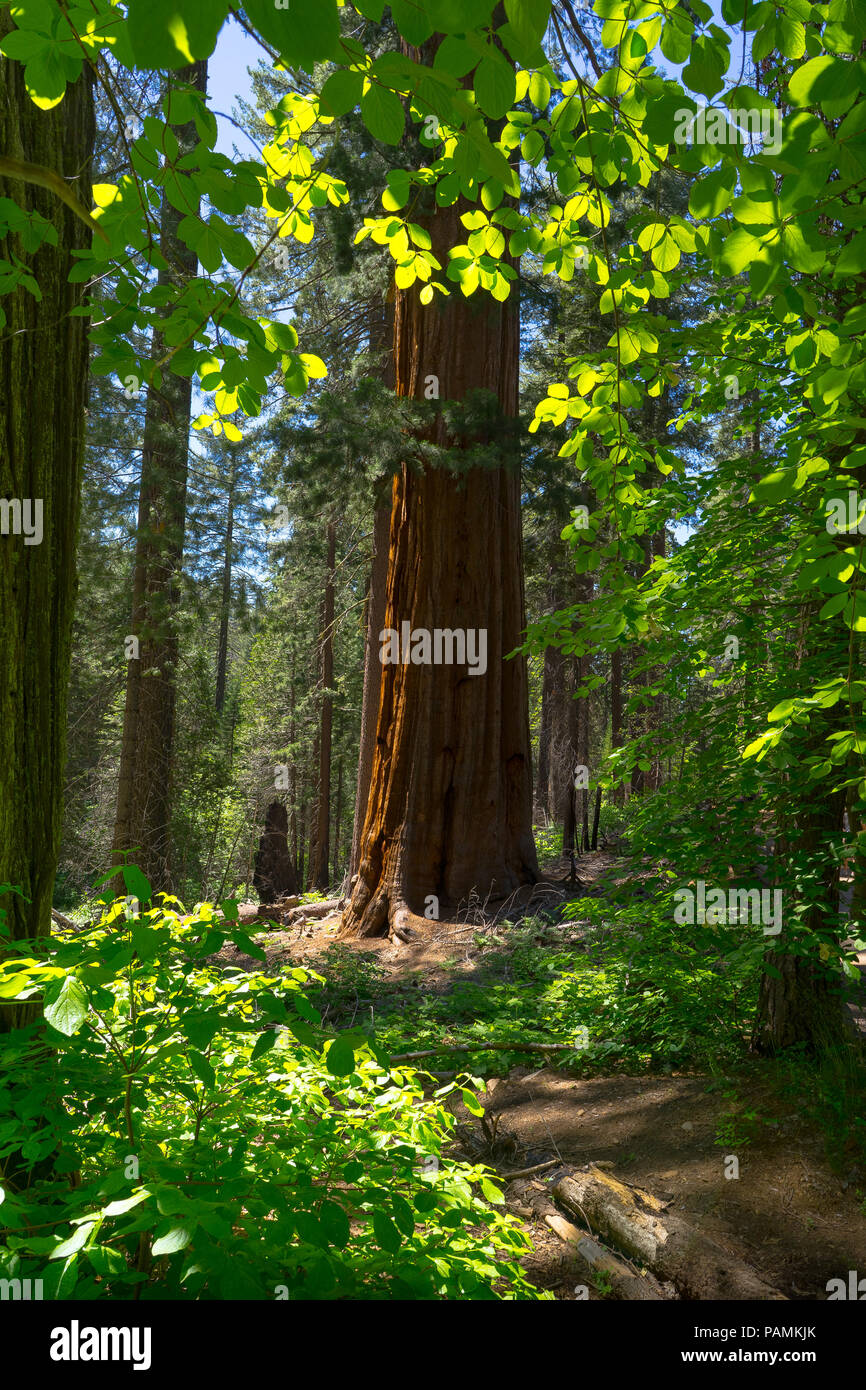 La vibrante foglie verdi, con vista della maestosa Sequoia gigante tronco di albero - Tuolumne Grove, il Parco Nazionale di Yosemite Foto Stock
