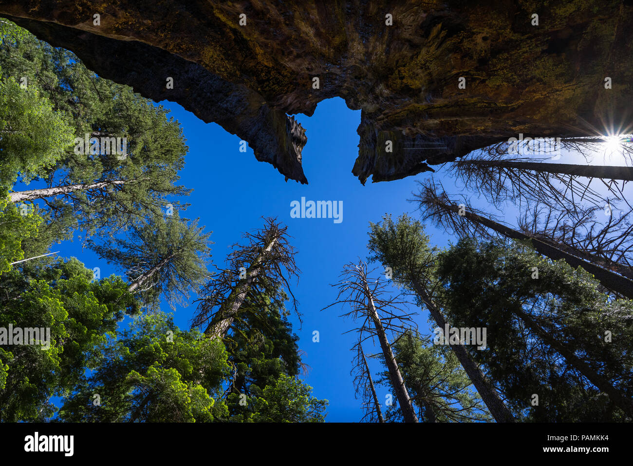 Guardando le cime degli alberi della foresta lungo il Tuolumne Grove Trail - Parco Nazionale di Yosemite Foto Stock