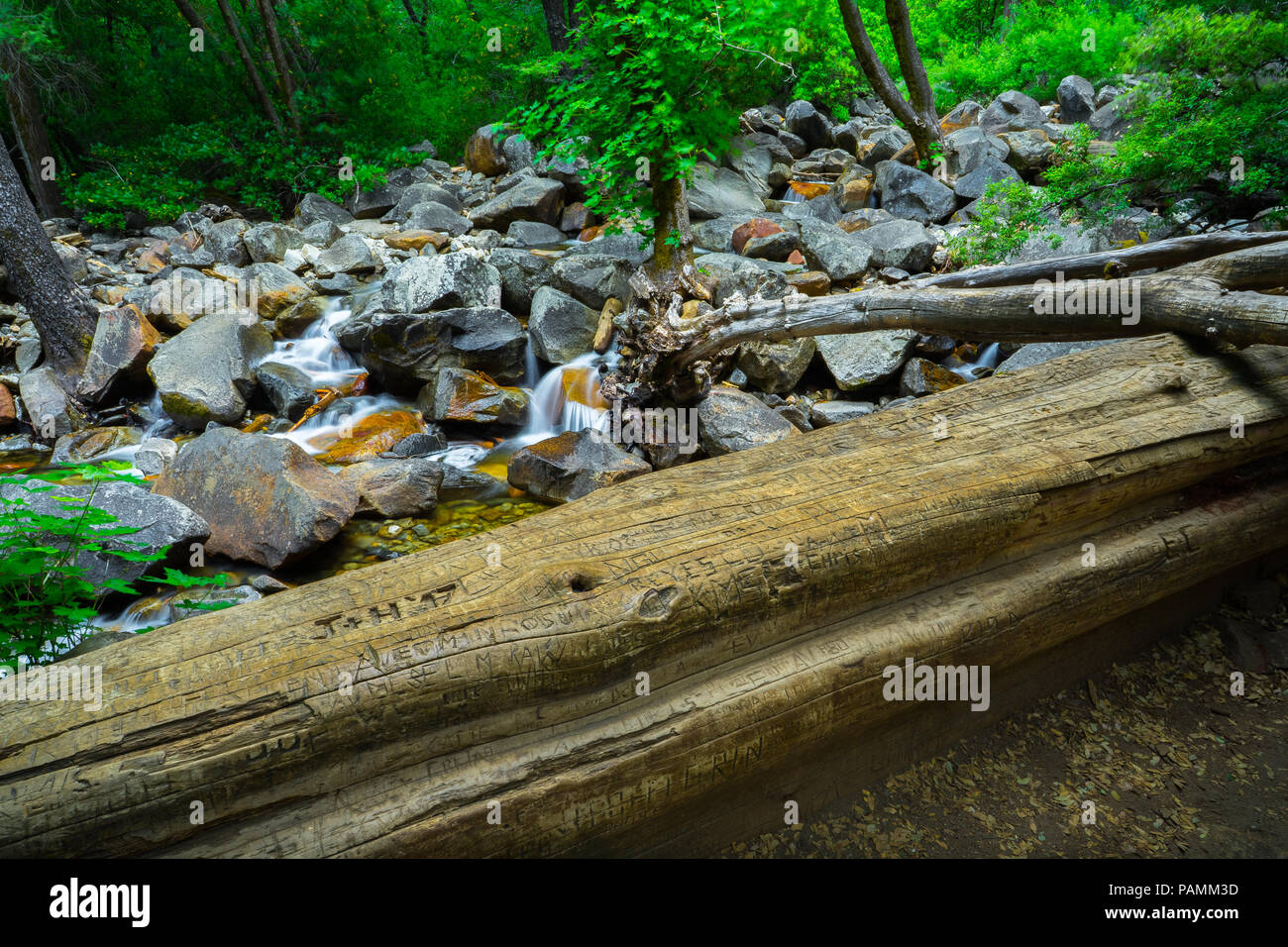 Albero morto con centinaia di nomi e iniziali incise in esso lungo il torrente roccioso al di sotto di Bridalveil Falls - Parco Nazionale di Yosemite Foto Stock