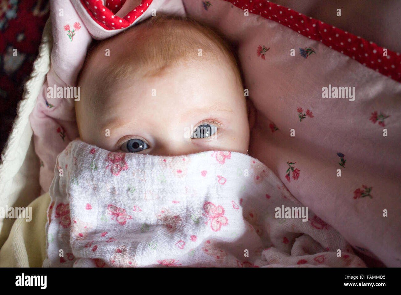 Velò baby con occhi blu guardando la fotocamera Foto Stock