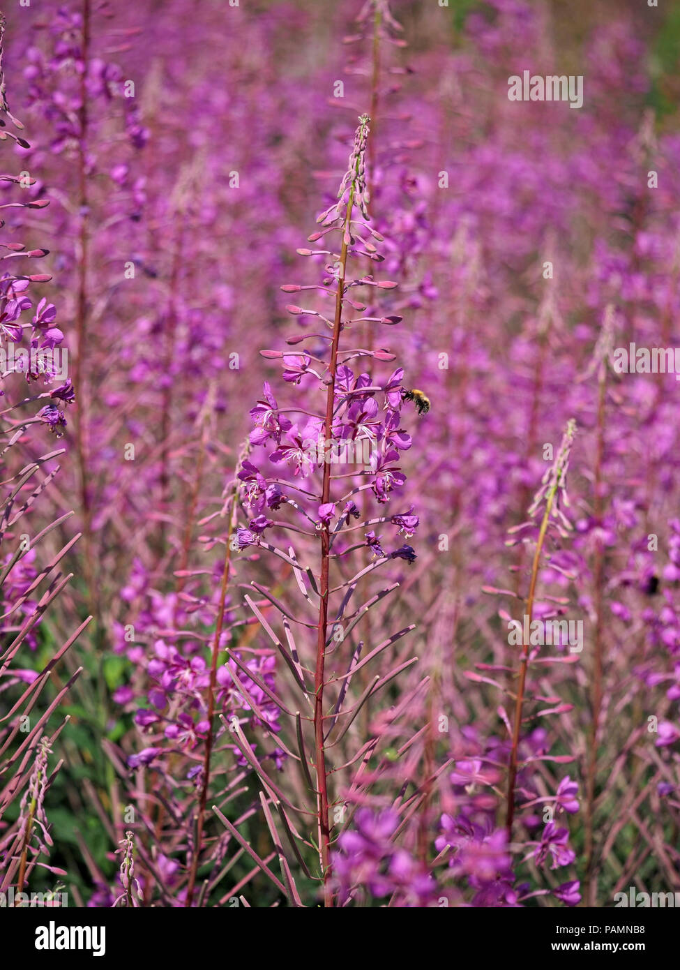 Lo zenzero Bumblebee (Bombus pascuorum) alimentazione su Rosebay Willowherb (Epilobium angustifolium) Swarth Moor, North Yorkshire England Regno Unito Foto Stock