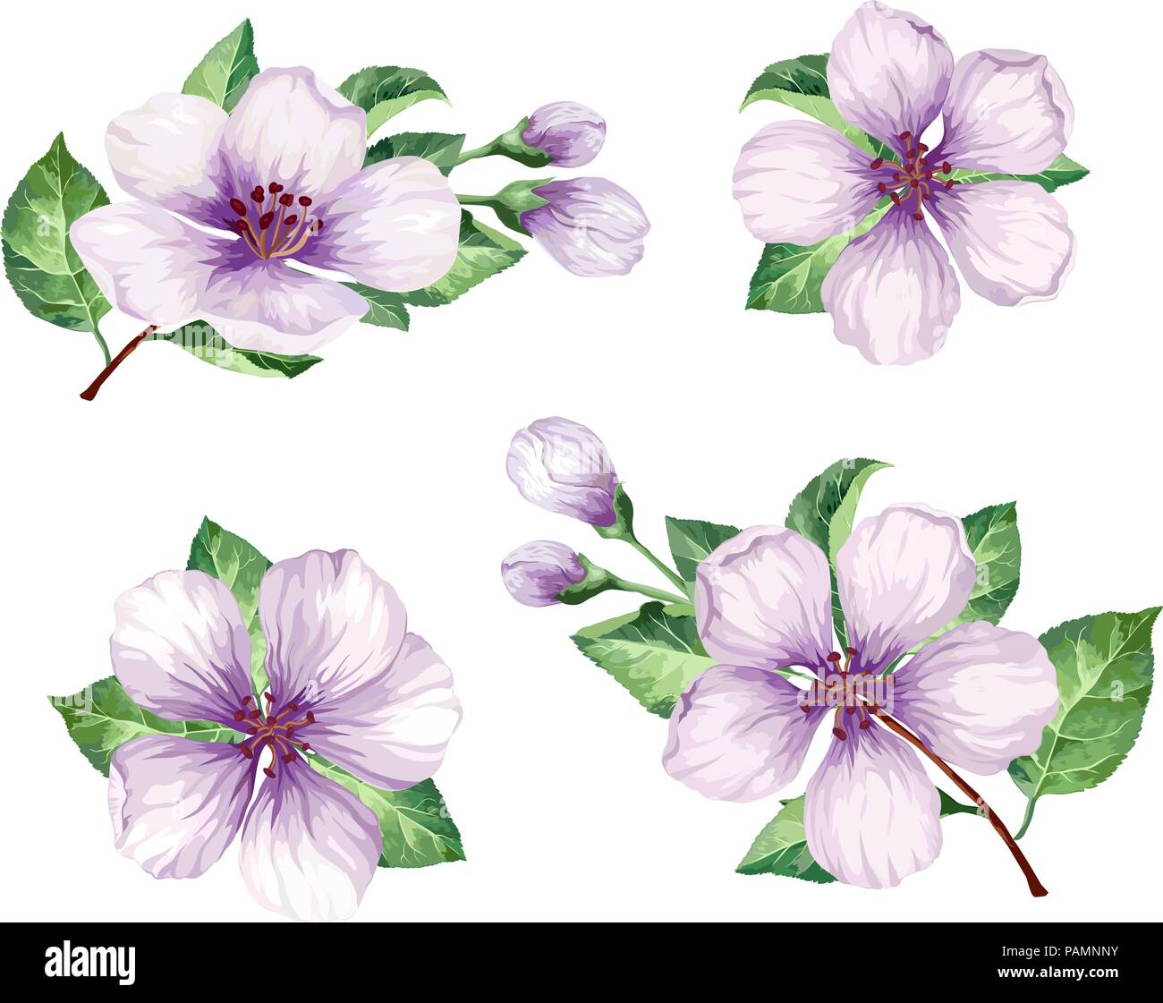 Impostare, la raccolta di fiori di Apple rami isolati su sfondo bianco. Illustrazione Vettoriale