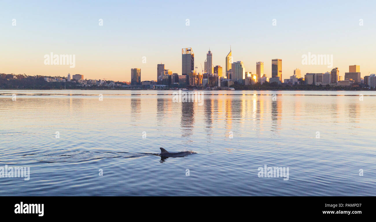Indo-pacifico delfino maggiore (Tursiops aduncus) nel fiume Swan con la città di Perth in distanza. Foto Stock
