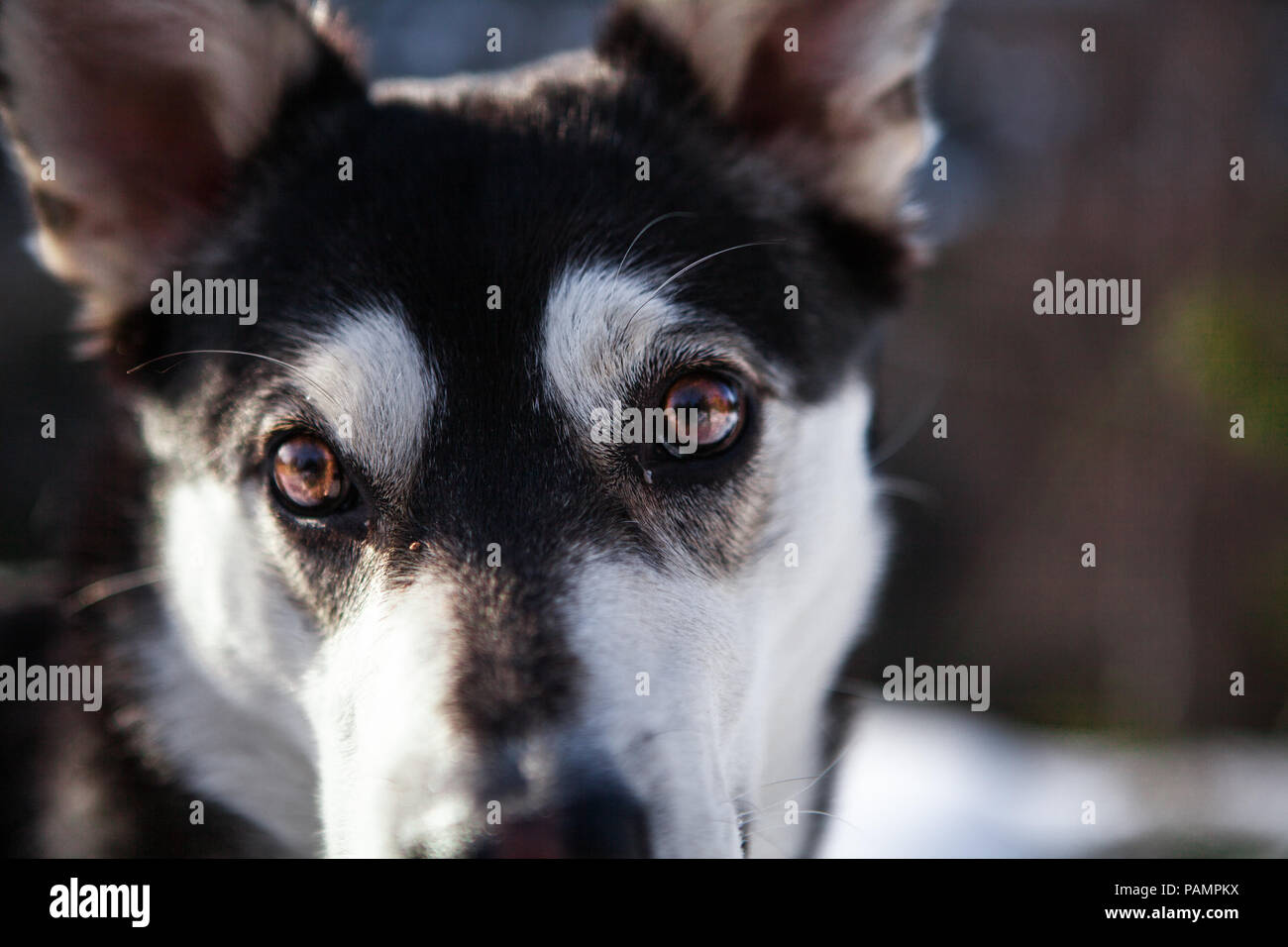 In prossimità di un incrocio husky che sta cercando proprio accanto alla fotocamera, all'esterno in inverno Foto Stock