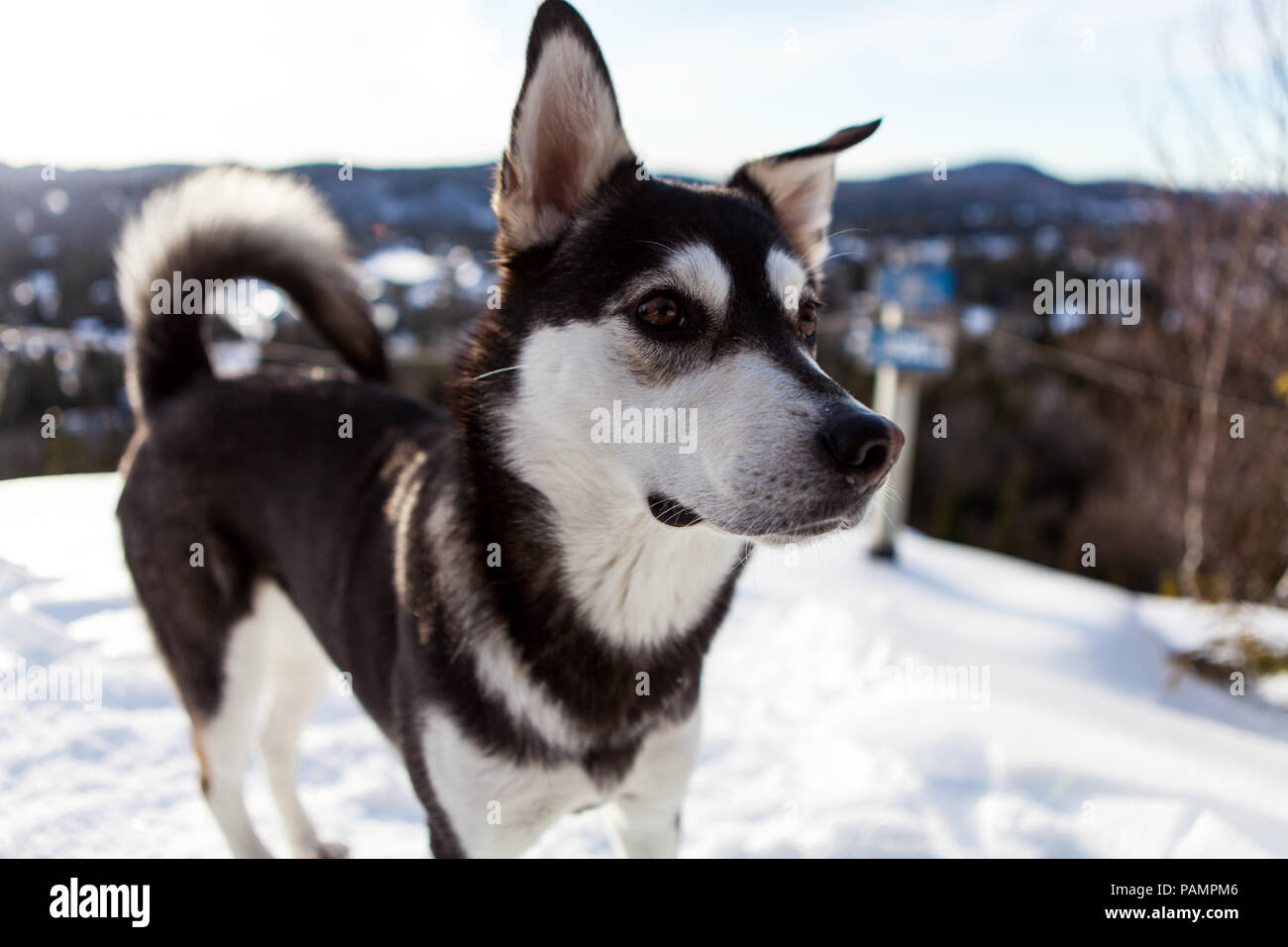 Ritratto di un incrocio husky sulla cima di una montagna, in inverno Foto Stock