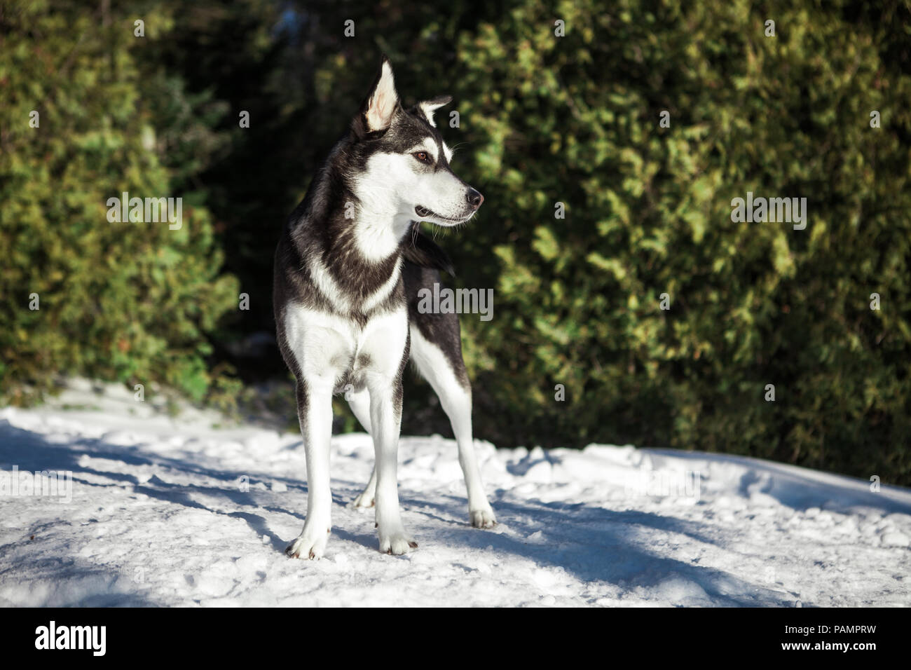 Ritratto di un incrocio husky sulla cima di una montagna, in inverno Foto Stock
